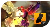 Cock fight