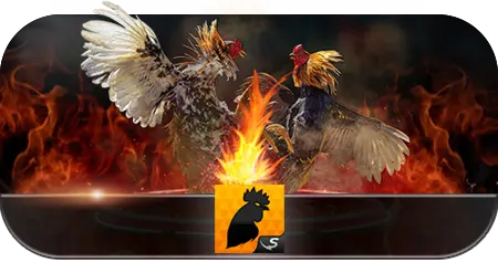 cock-fight