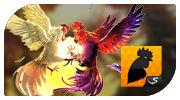 Cock fight